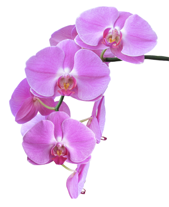 orchid